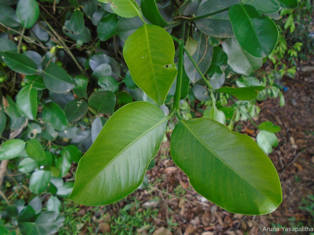 Garcinia spicata (Wight & Arn.) Hook.f.